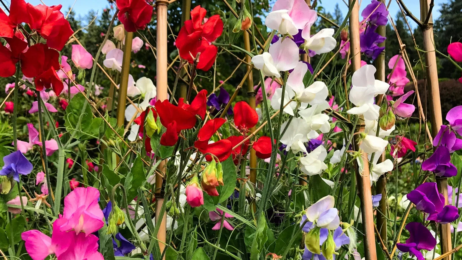 Sweet Pea Plant Climbing on Trellis