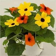 Climbing Thunbergia Flower Vine for Garden Décor