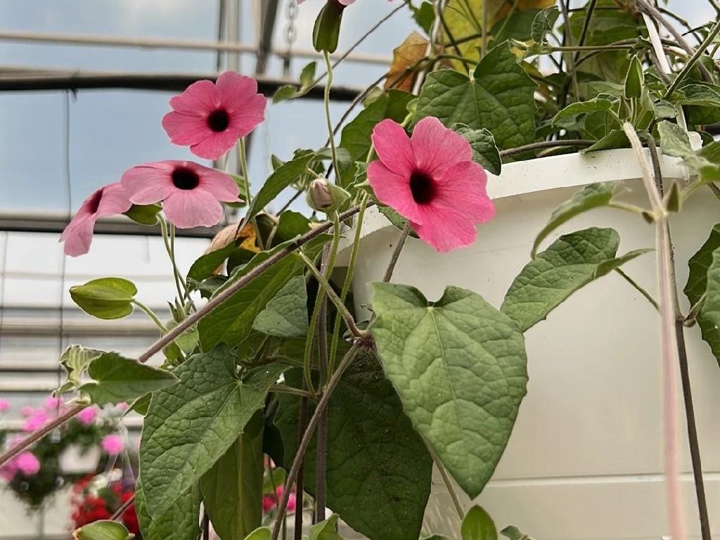 Climbing Thunbergia Plant with Light Pink Flowers
