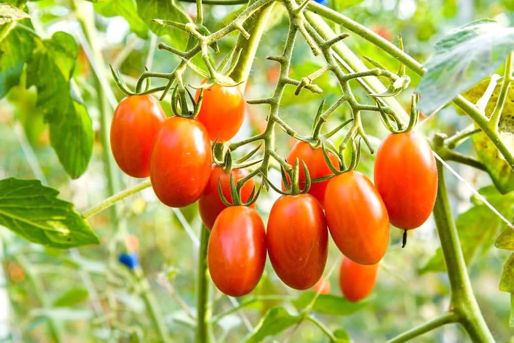 Climbing Tomato seeds for trellis planting