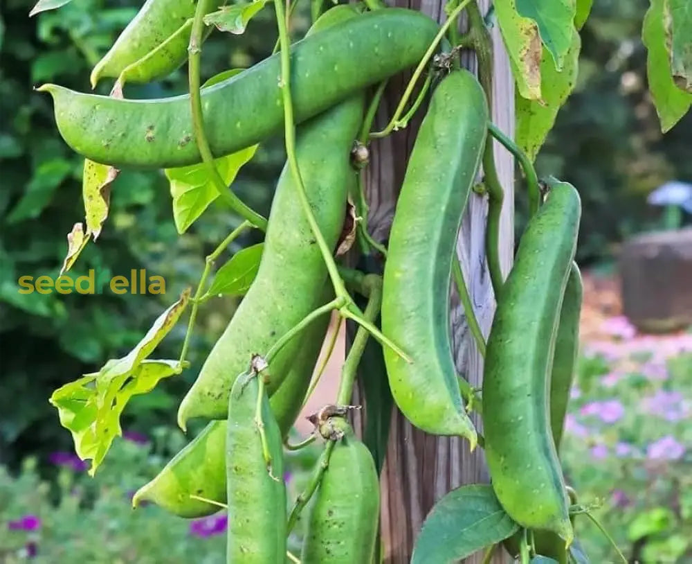 Climbing White Sword Bean plant seeds