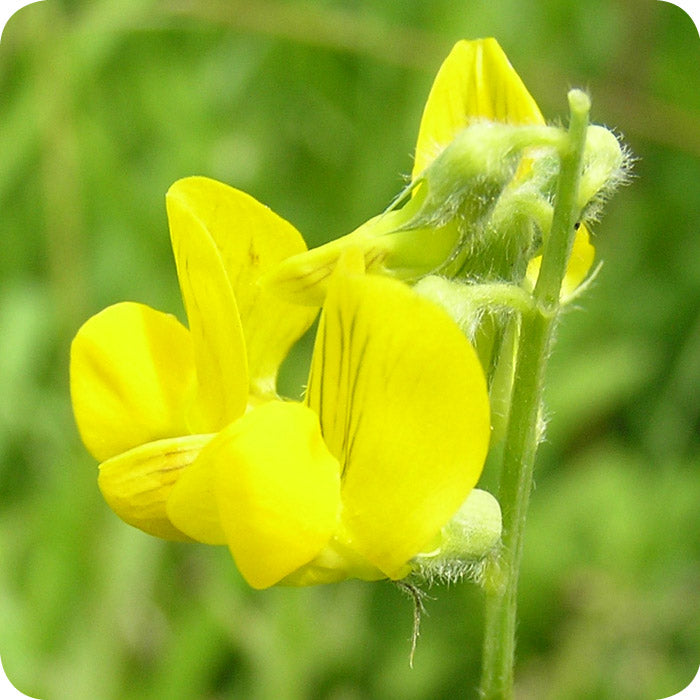 Climbing Yellow Sweet Pea Plants on Trellis