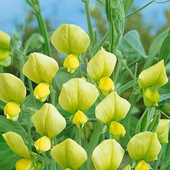 Yellow Sweet Pea Flowers Growing on Trellis