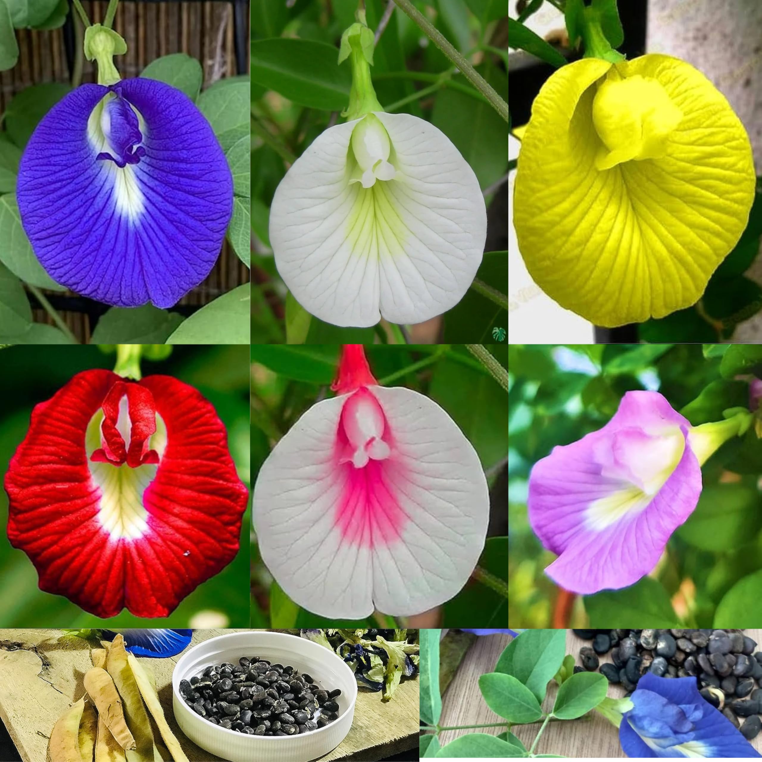 Beautiful Garden Display of Clitoria Flowers