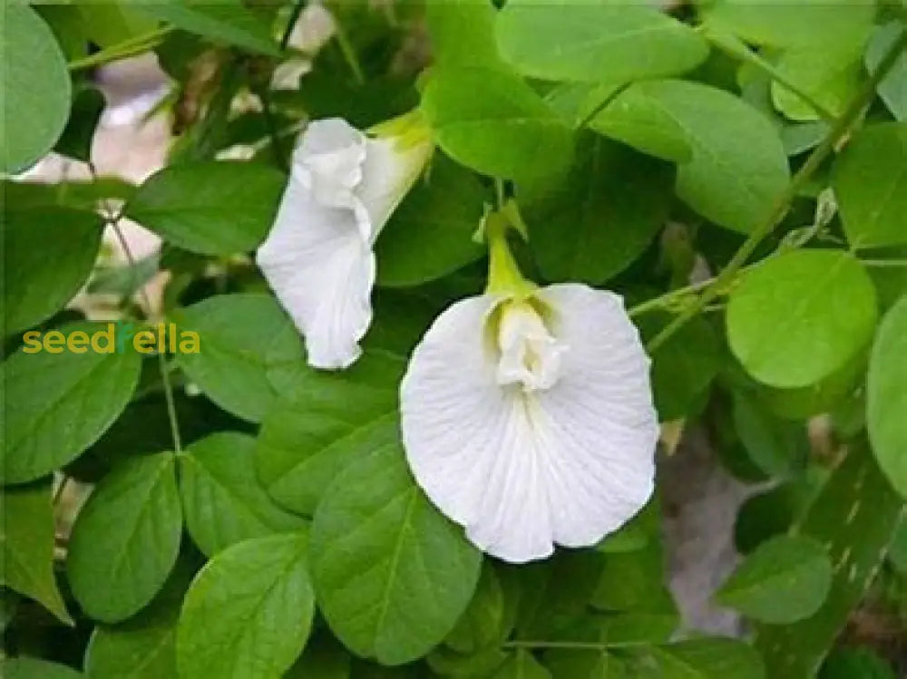 Clitoria Flower Seeds For Planting - White Blooms Plant Seeds