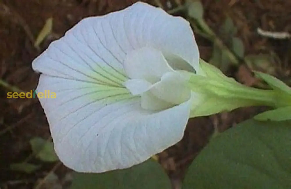 Clitoria Flower Seeds For Planting - White Blooms Plant Seeds