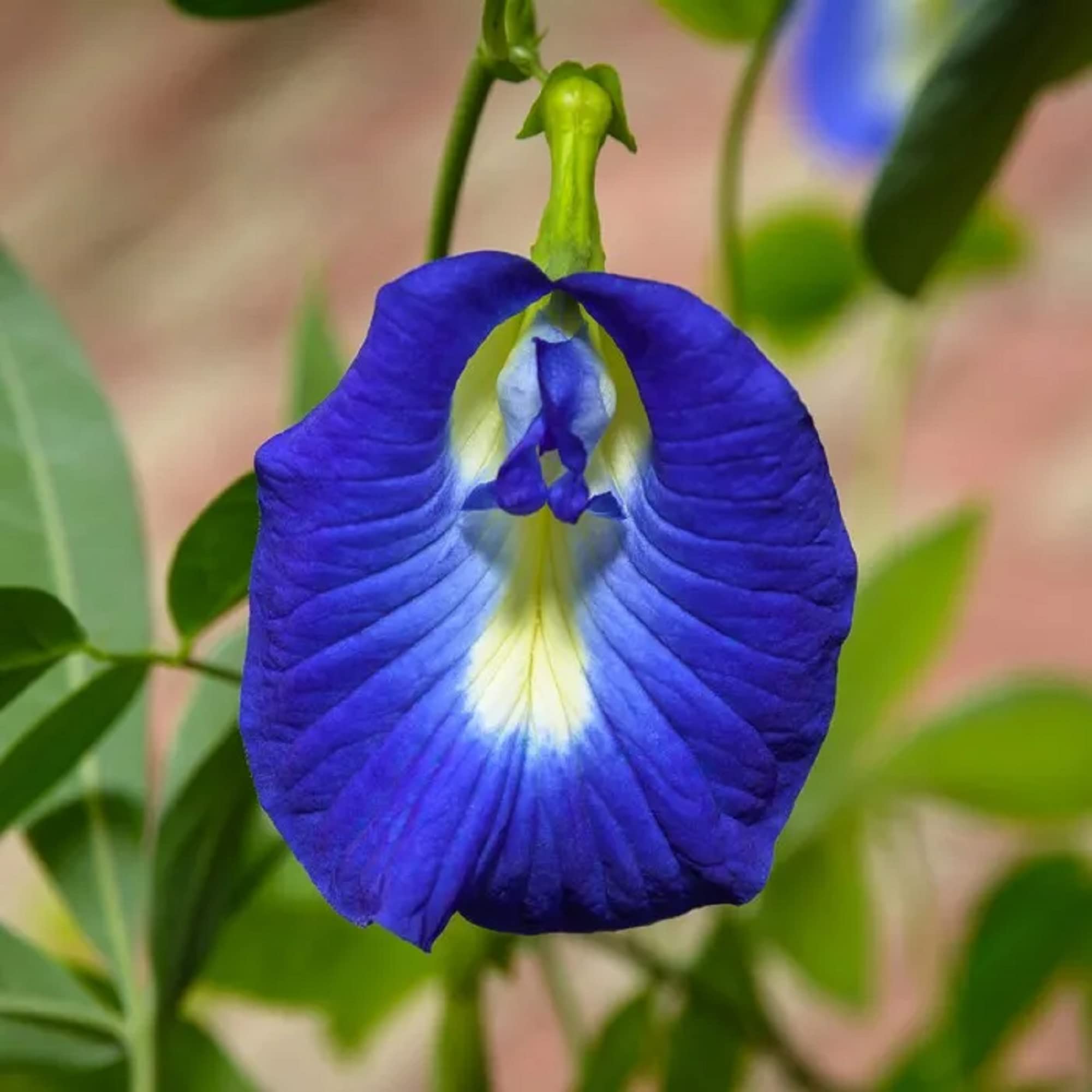 Clitoria Flower Seeds for Planting Stunning Blue Blooms