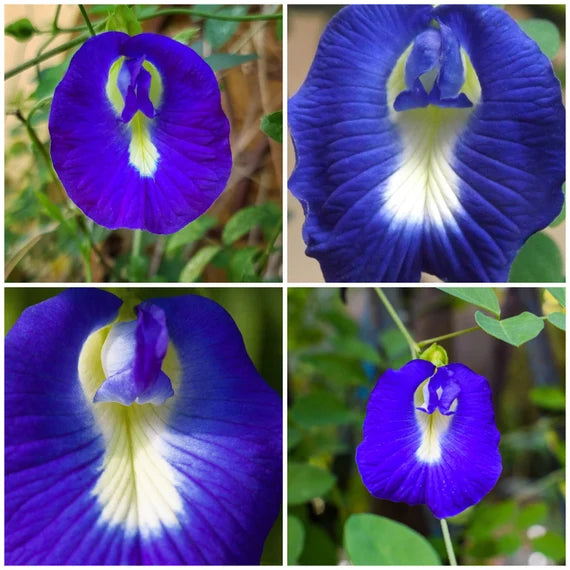 Clitoria Flower Seedlings Emerging in Pots