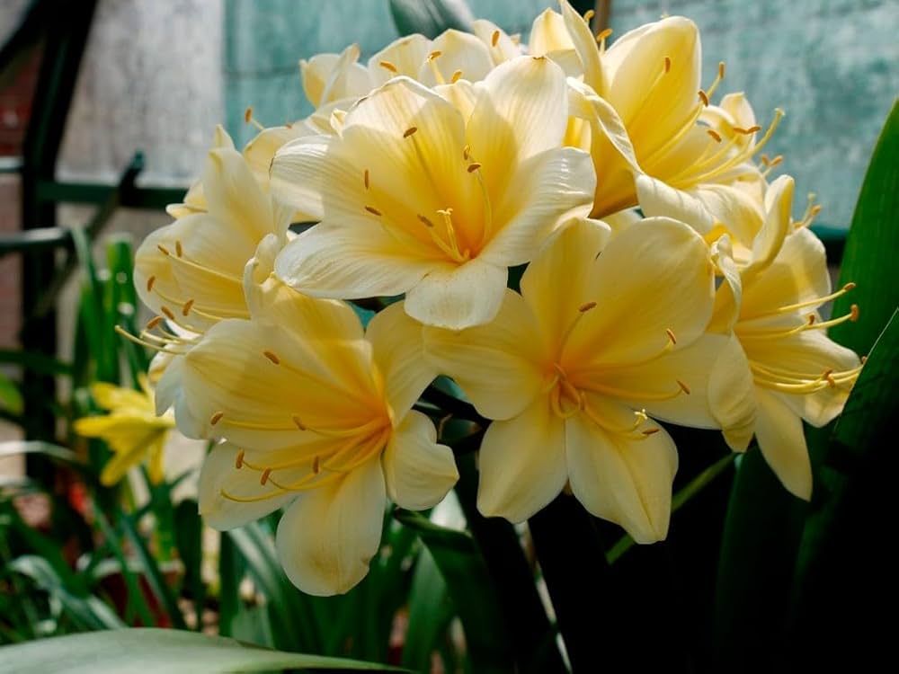 Clivia Citrina Blooming with Yellow Flowers