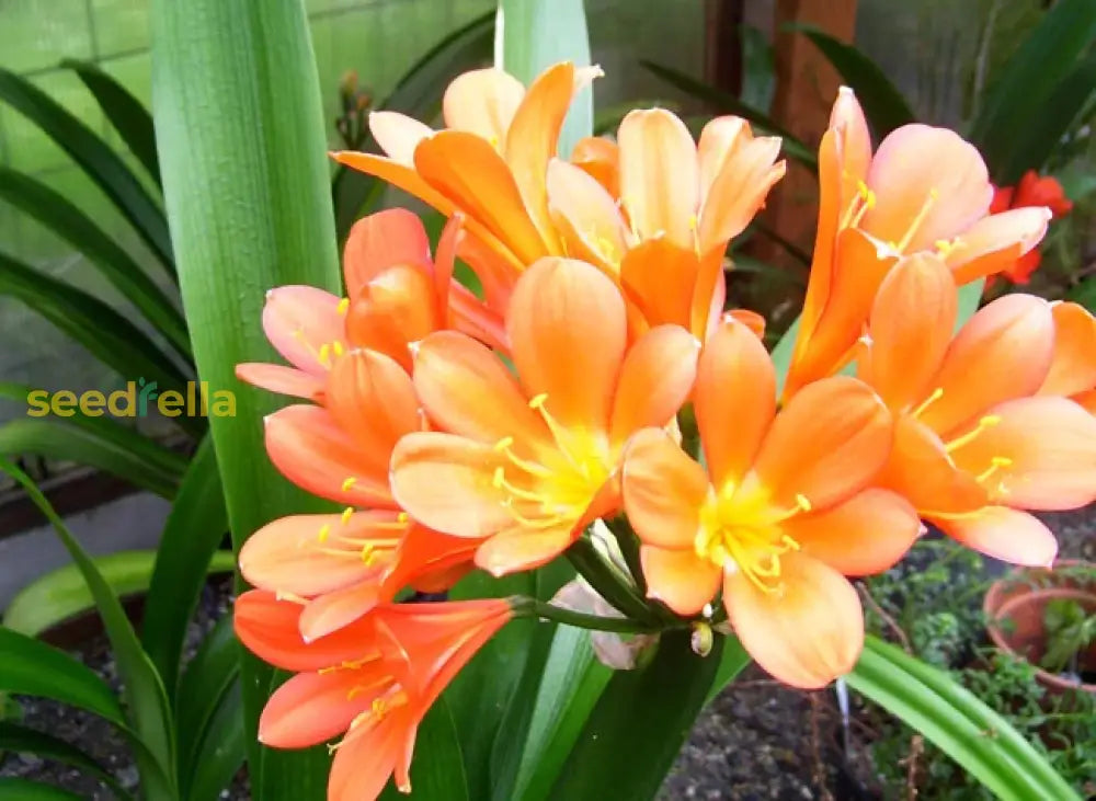 Clivia Flower Orange Seeds For Planting  Grow Stunning Plants In Your Garden