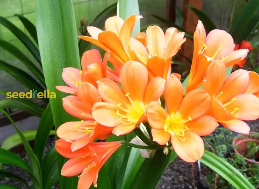 Clivia Flower Orange Seeds For Planting  Grow Stunning Plants In Your Garden