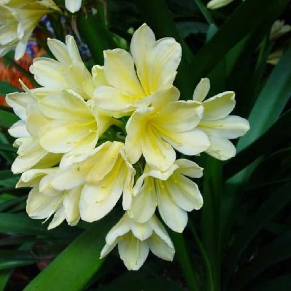 Clivia Miniata Citrina Seeds for Planting in Gardens