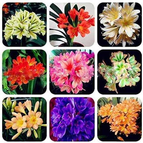 Mixed Clivia Clivia spp seeds for planting