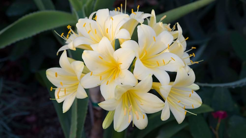 Clivia Miniata Citrina Seeds Planting and Growing Guide