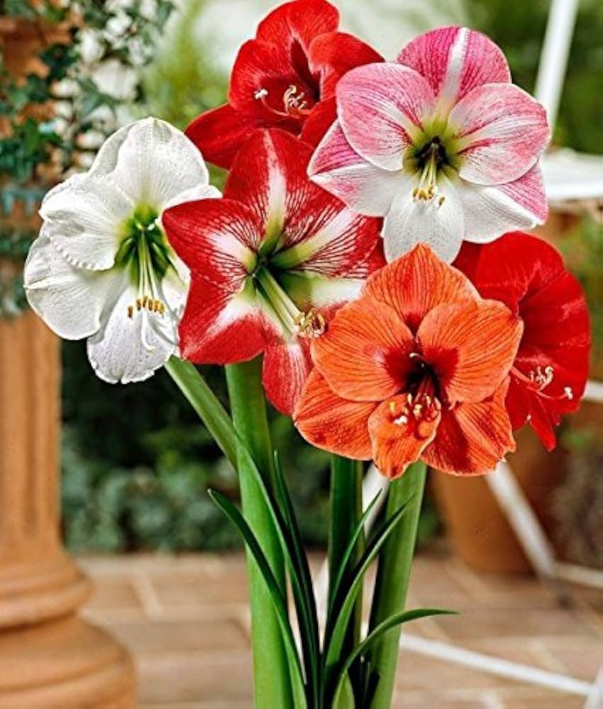 Close-Up of Red and White Amaryllis Blooms with Velvety Petals