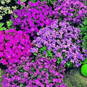 Close-Up of Purple and Pink Aubrieta Flowers