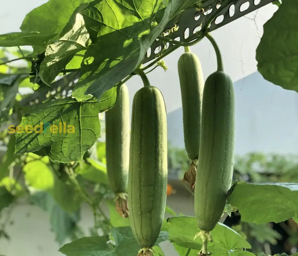 Close-up of Green Luffa fruits
