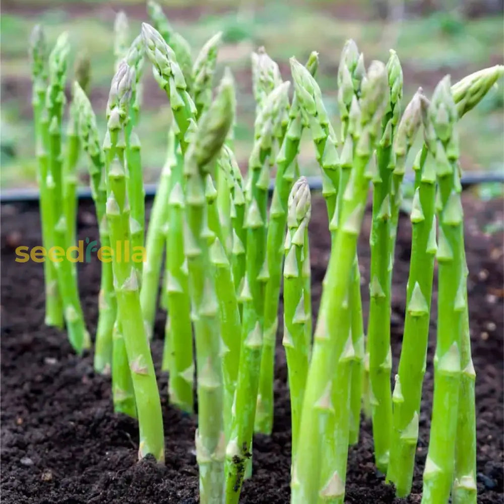 Close-up of Green Wild Asparagus spears