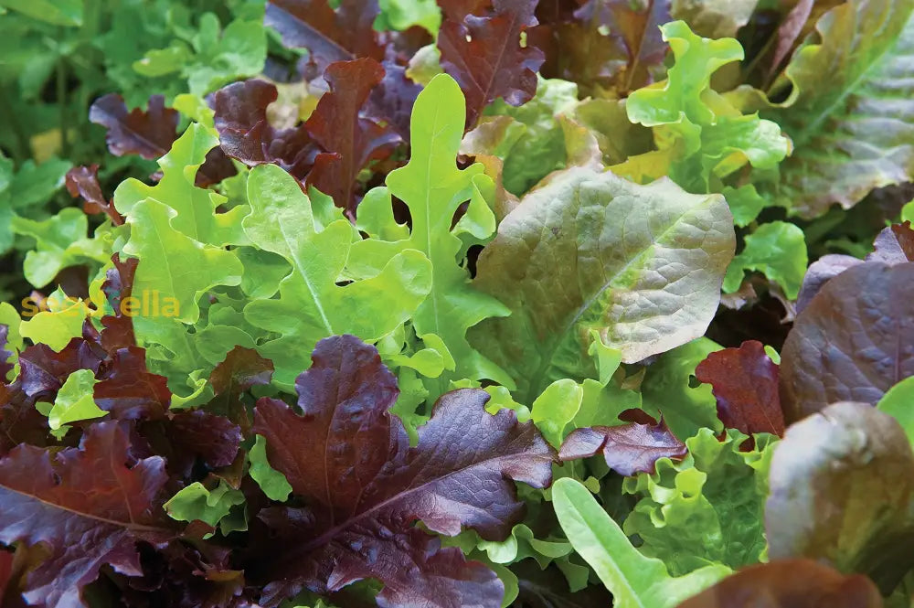 Close-up of various vegetables growing in garden