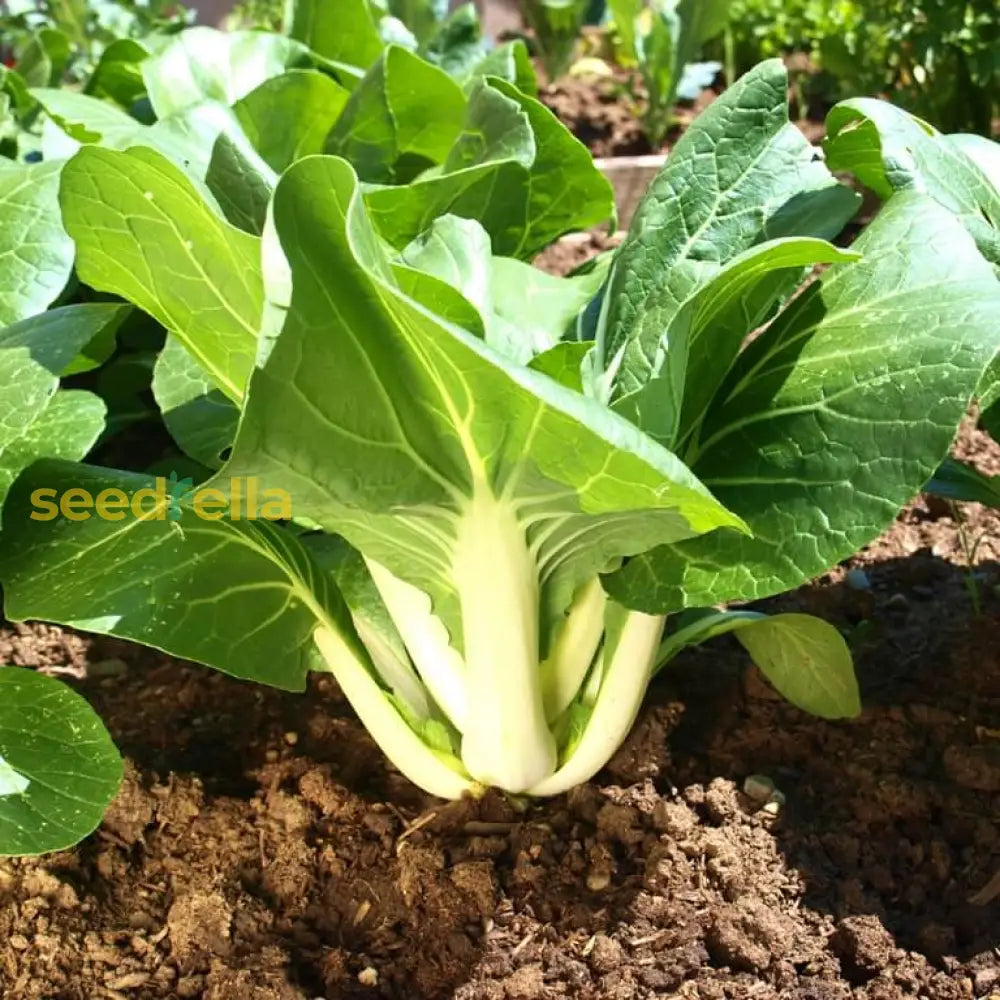 Close-up of tender Pak Choi leaves