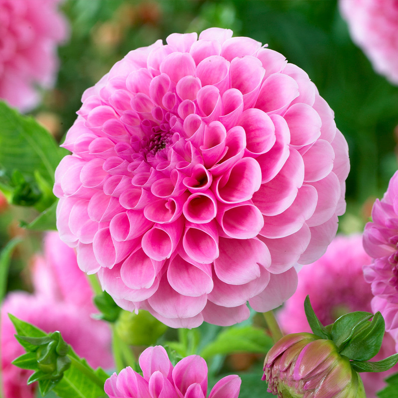 Close-Up of Pink and White Dahlia Flowers