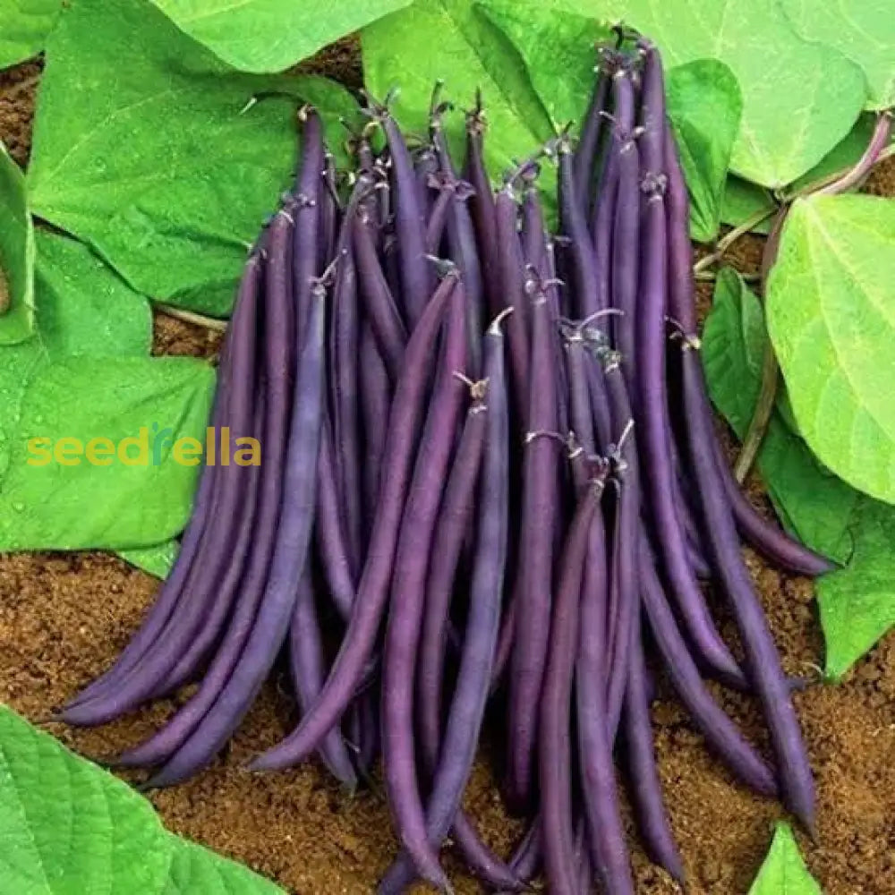 Close-up of Purple Bush Bean pods
