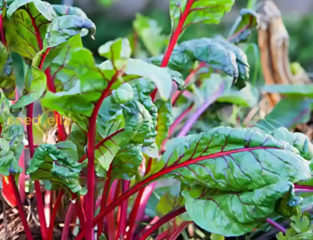 Close-up of Red Swiss Chard leaves and stems