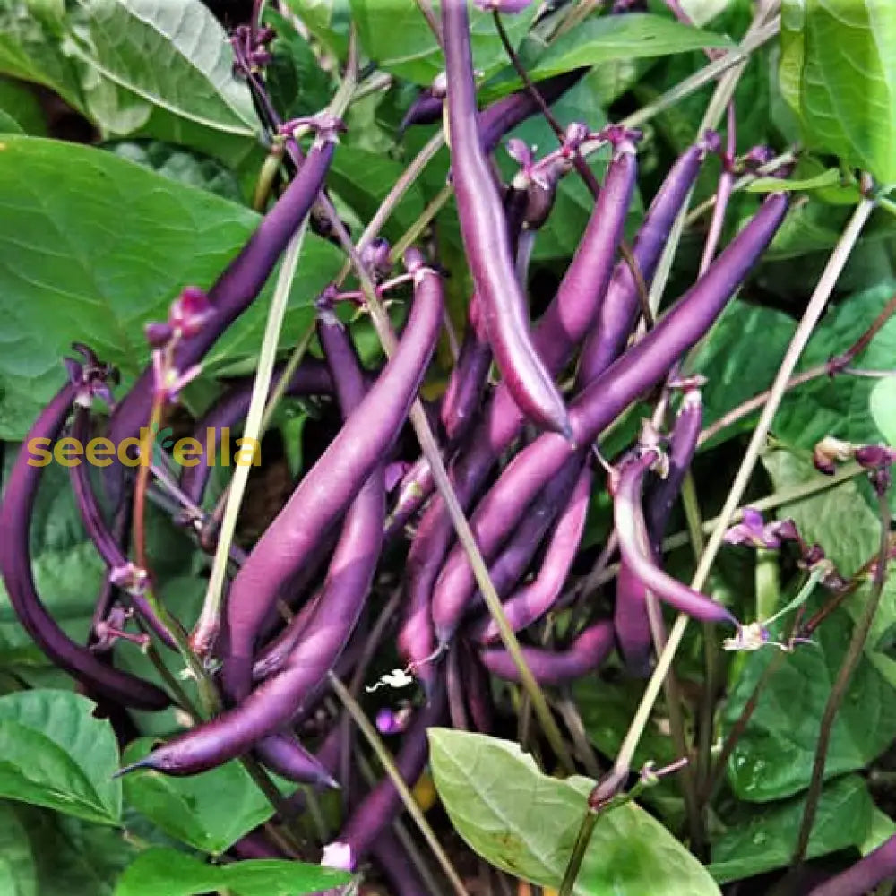 Close-up of Violet Pole Bean pods