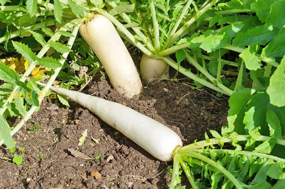Close-up of White Radish root