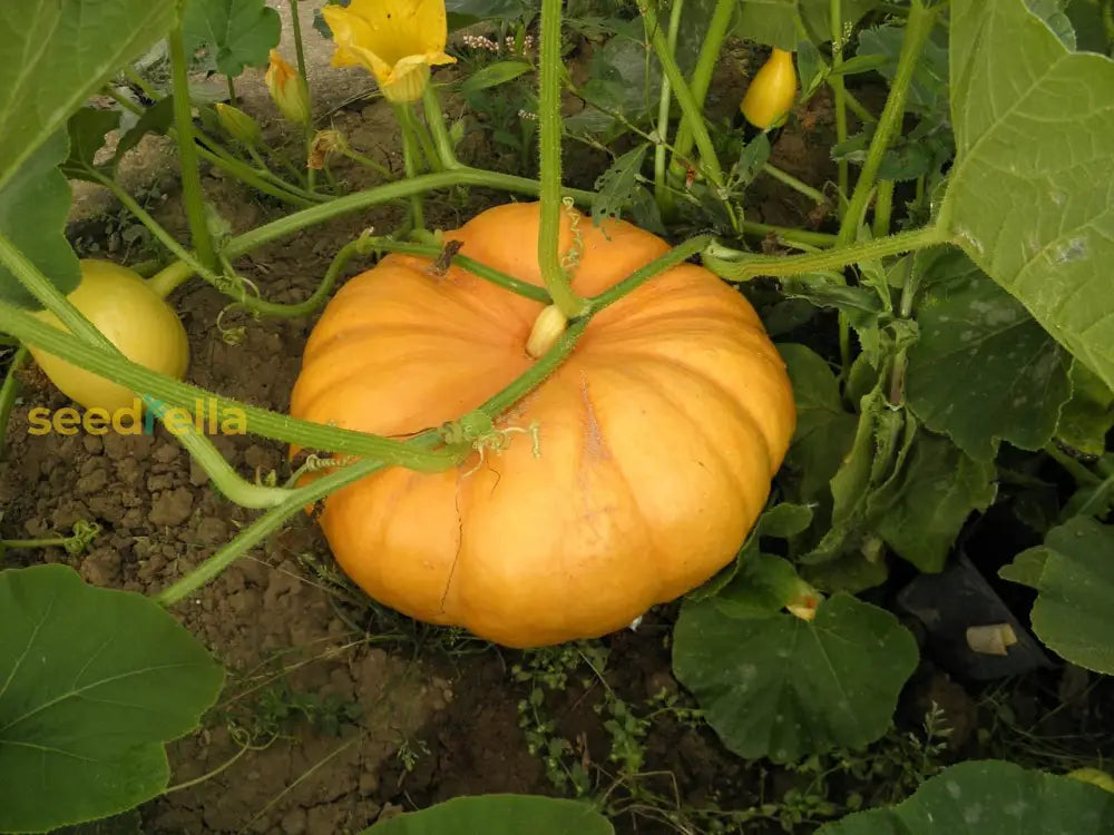 Close-up of Yellow Pumpkin fruits