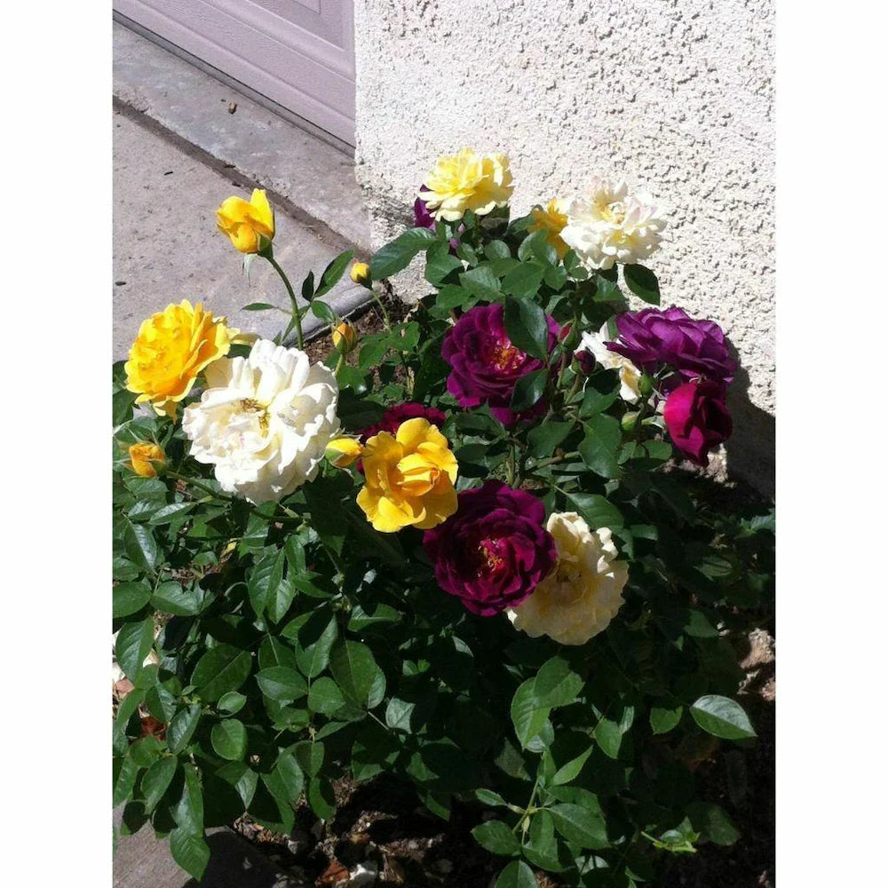 Rose Mixed Color Flower seeds for Planting - Long Bloom Season, Heirloom & GMO Free Seeds for Home Garden
 
 Sale for planting in home garden