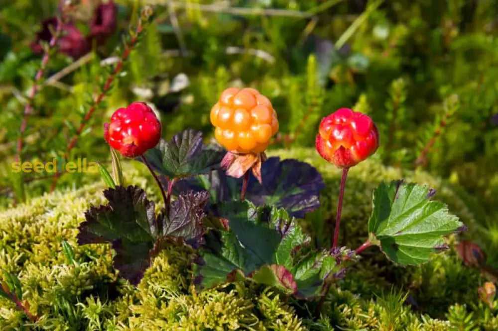 Cloudberry Planting Seeds - Cultivate Rare Garden Fruits Fruit