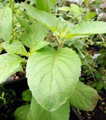 Clove Basil herb with fragrant leaves and delicate flowers