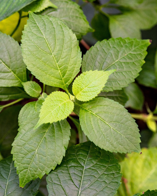 Clove Basil plant with aromatic green leaves and small flowers in garden