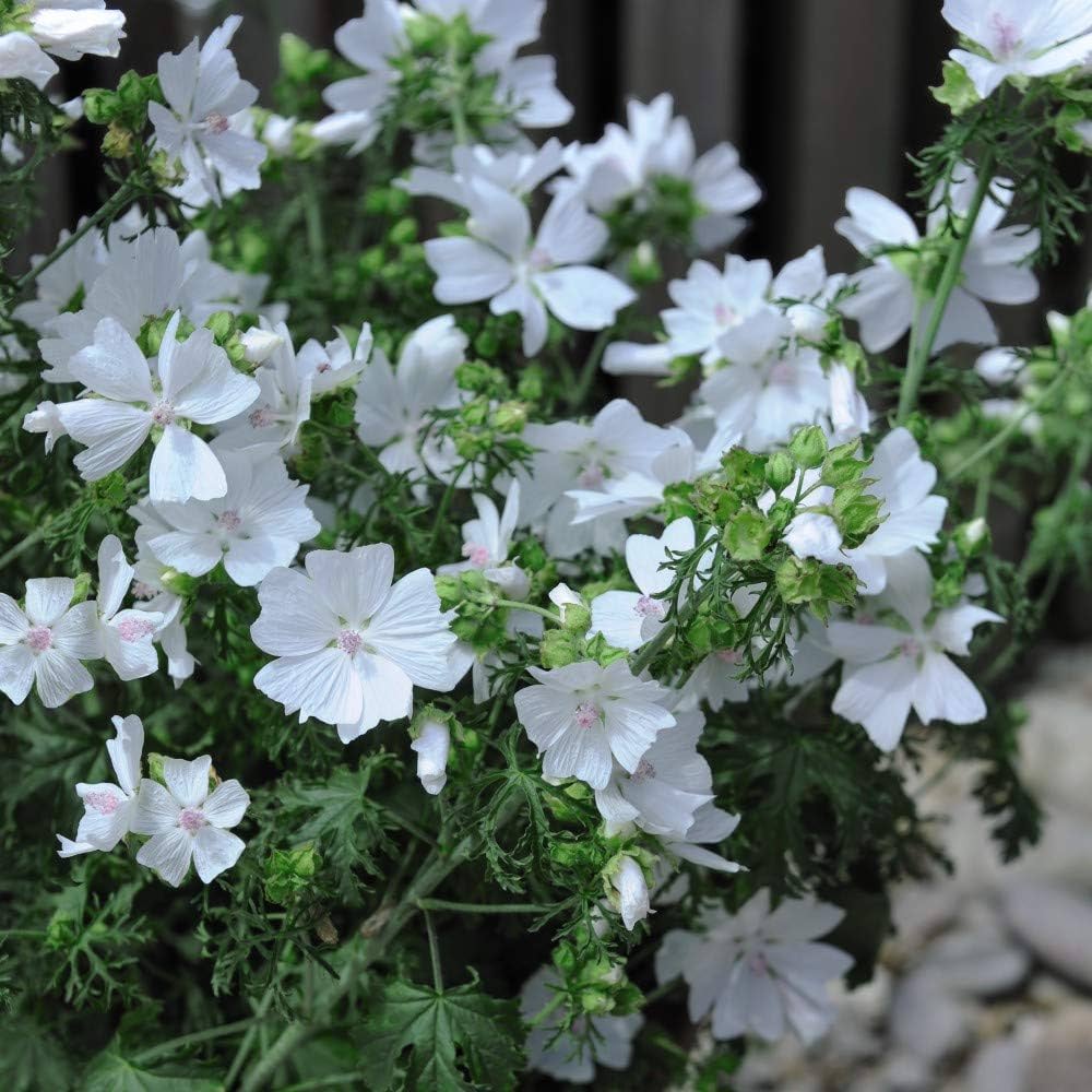 White to mauve flowers blooming on Chinese Mallow plant