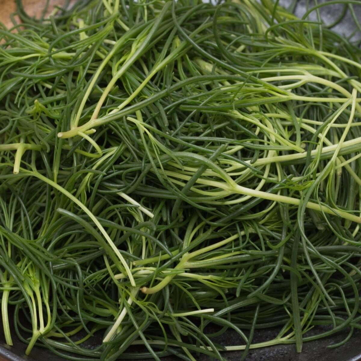 Cool-season coastal Saltwort grown from seeds