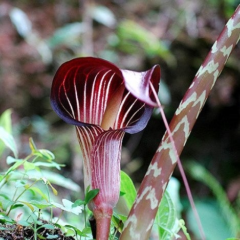 Purple brown white striped cobra lily blooms from high-quality seeds