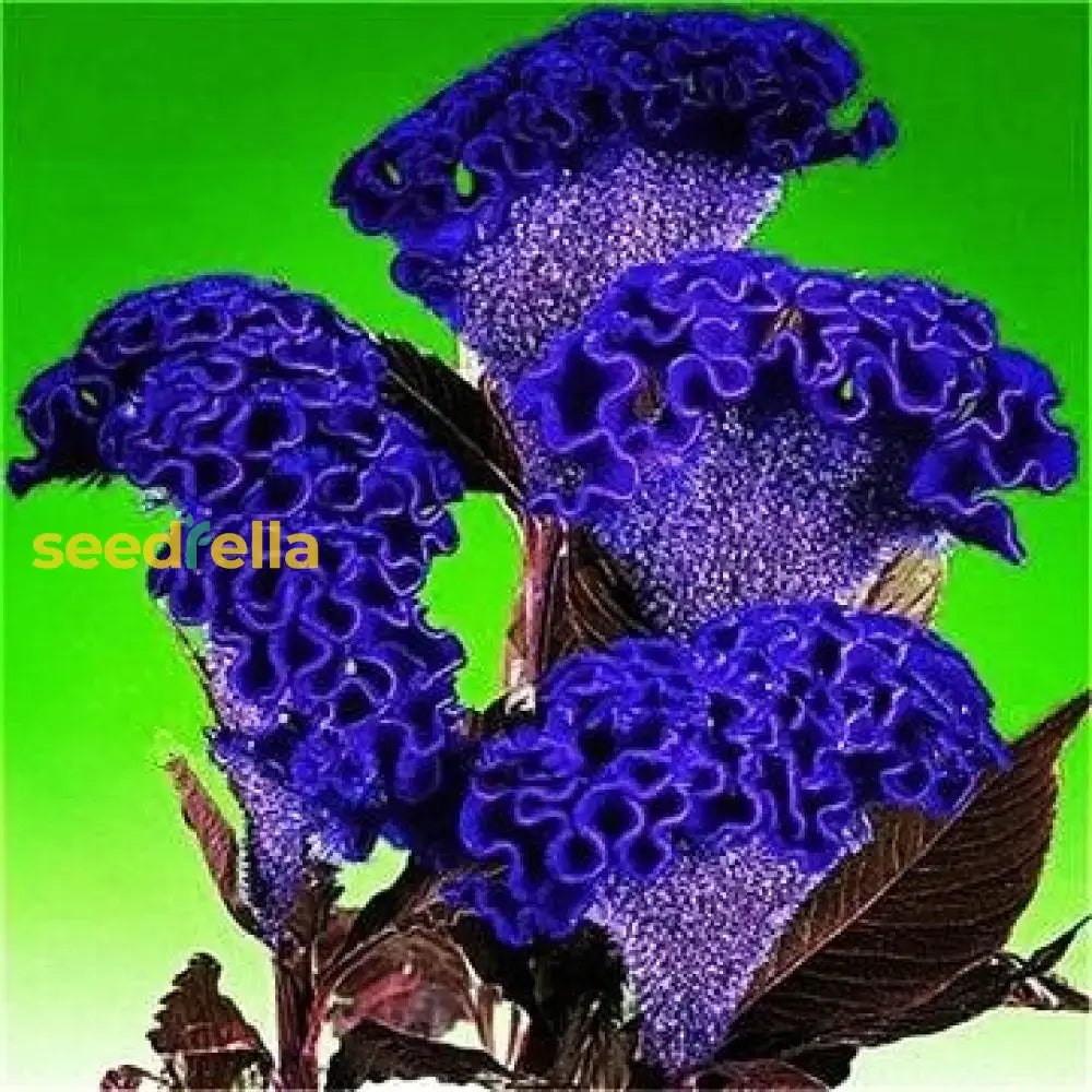 Cockscomb Blue Flower Seeds For Planting  Vibrant Annual Blooms