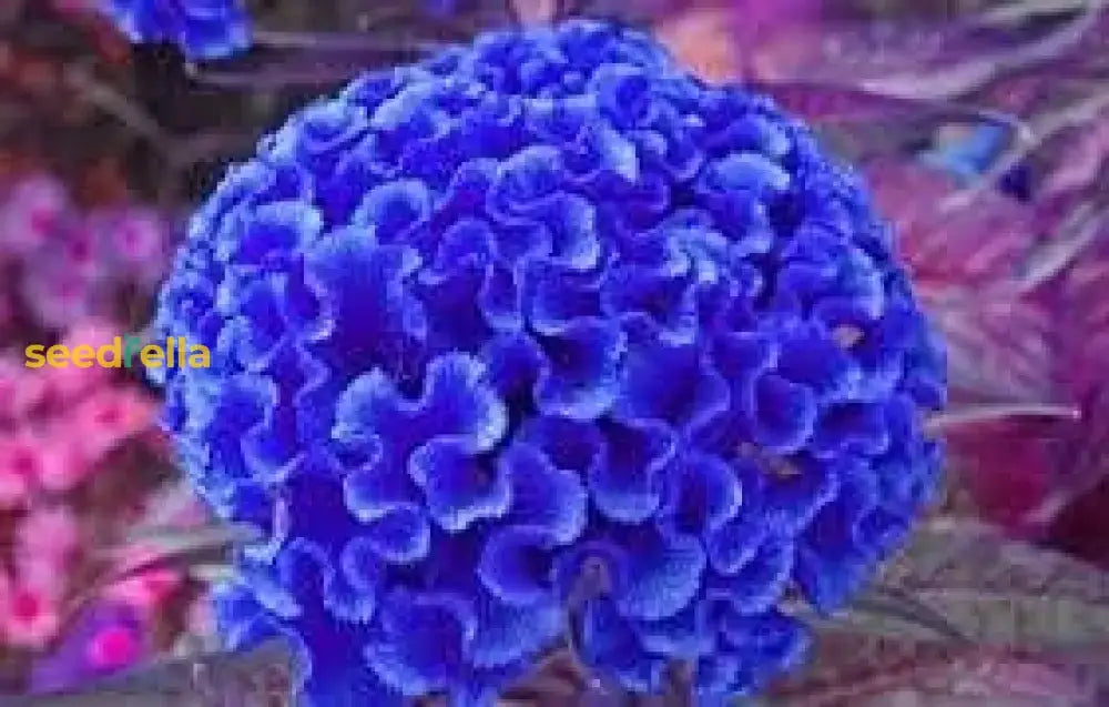 Cockscomb Blue Flower Seeds For Planting  Vibrant Annual Blooms