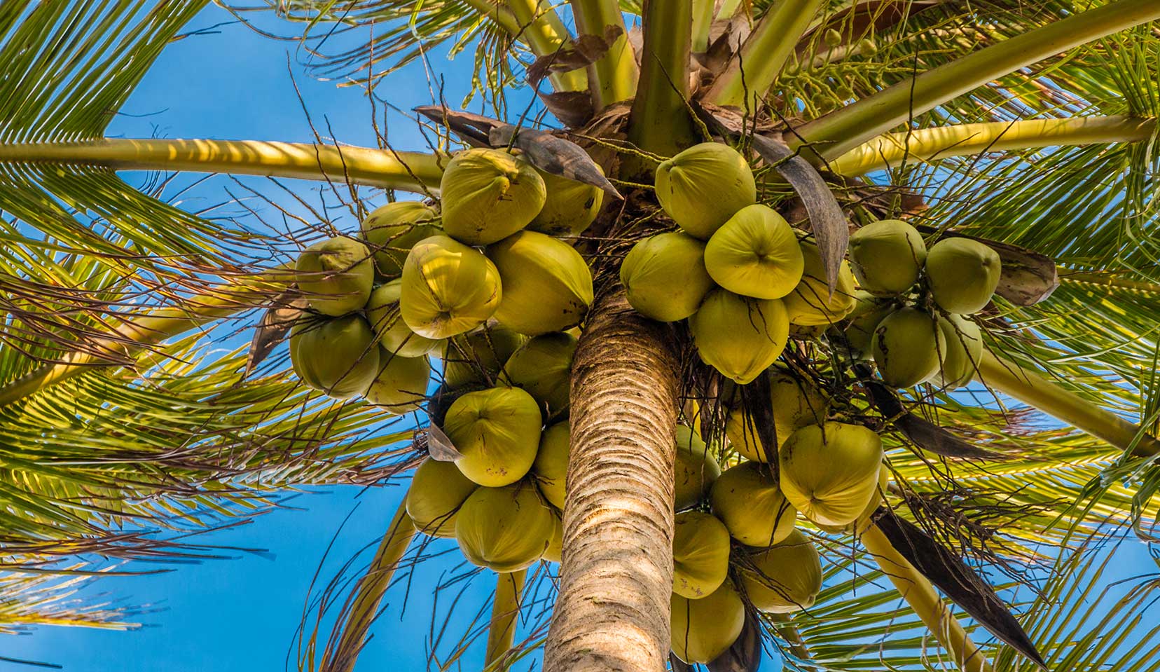 Kokospalme Tree Seeds - Complete Planting Guide For Thriving Coconut Palms