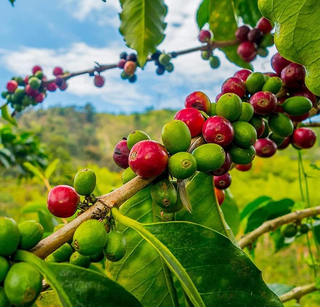 Coffea arabica seeds producing bright red coffee cherries