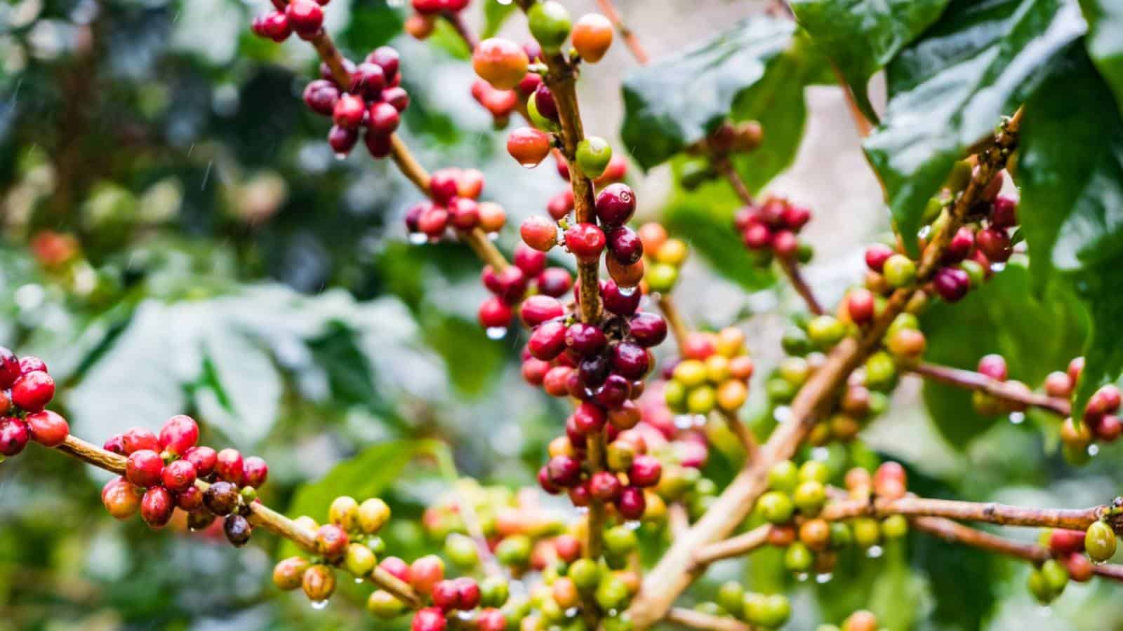 Coffee Tree Seeds – Coffea arabica for Home and Garden