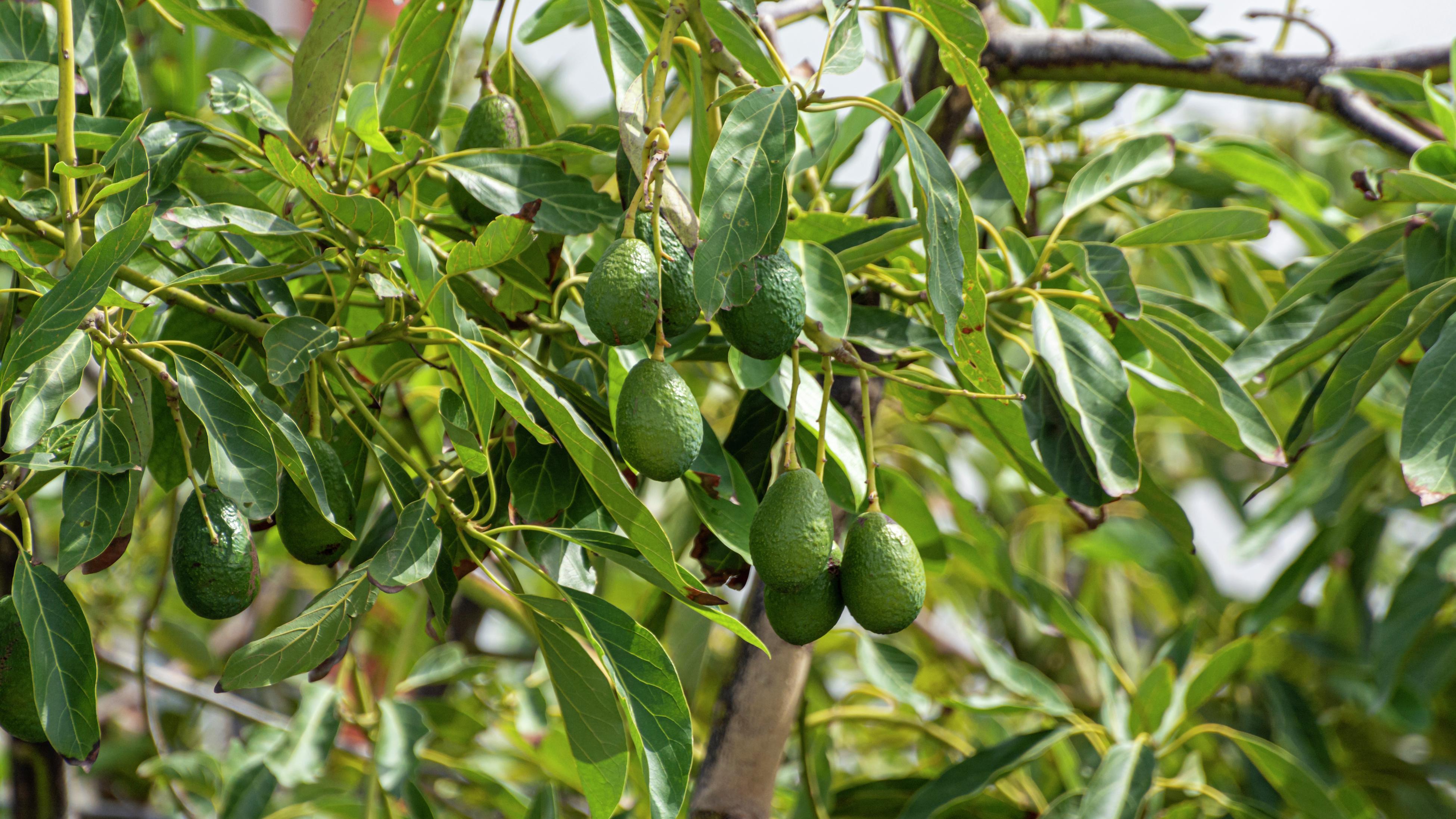 Coldhardy Avocado seeds for planting non GMO