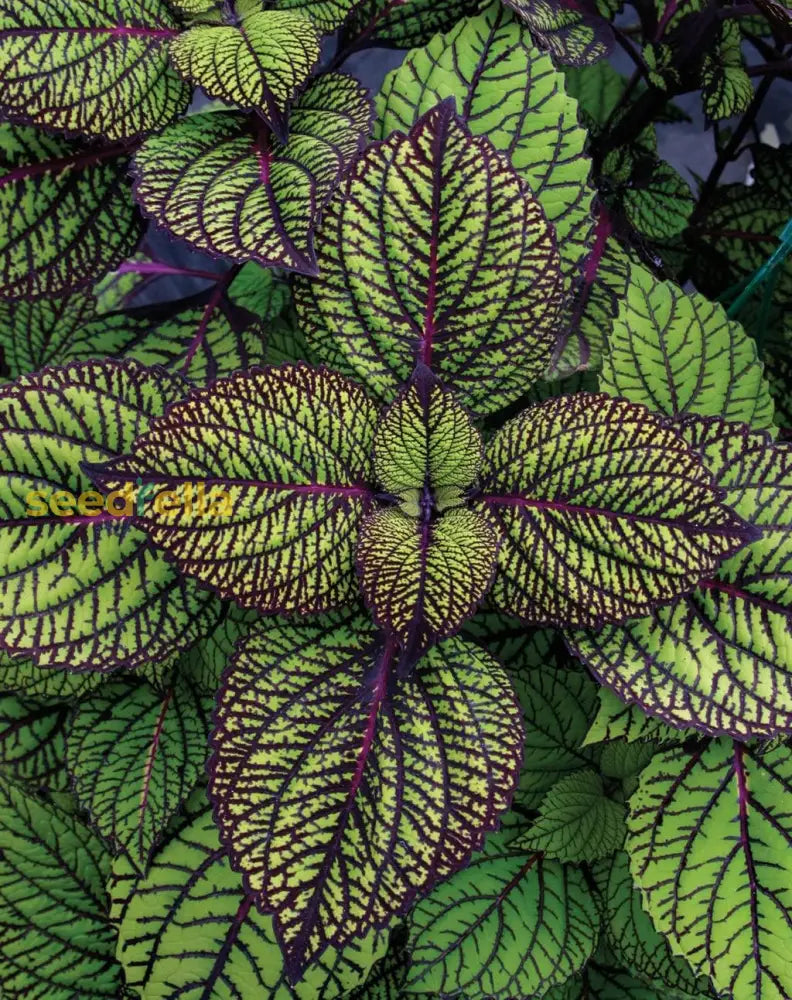 Coleus Green & Black Seeds For Planting Flower