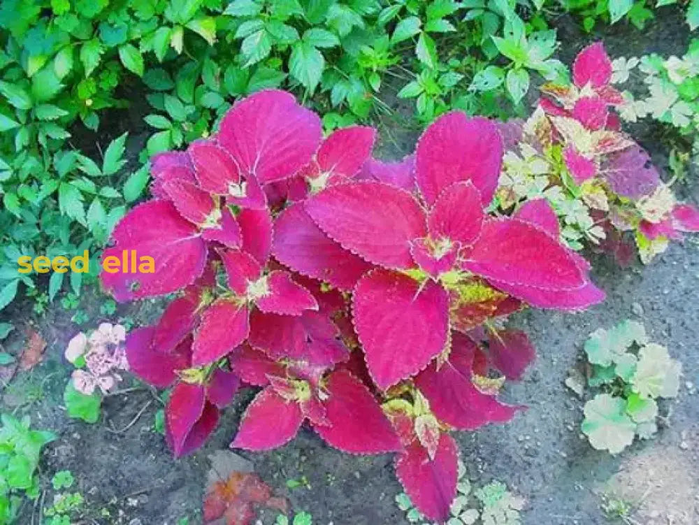 Coleus Jazz Velvet Flower Seeds For Vibrant Planting