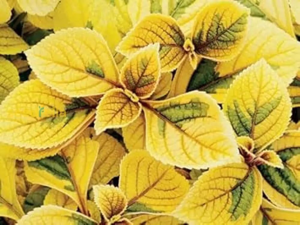 Coleus Seeds: Essential Guide For Planting Yellow Varieties