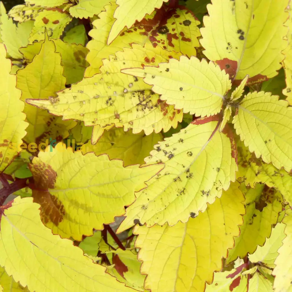 Coleus Seeds: Essential Guide For Planting Yellow Varieties