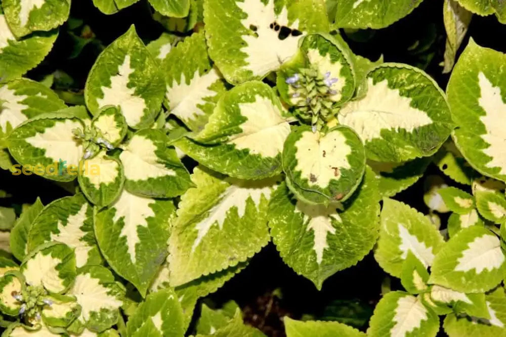 Coleus Seeds - Green & White Varieties For Planting Plant Seeds