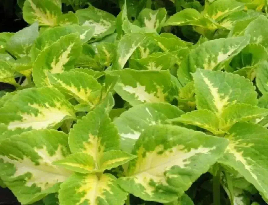 Yellow Green Coleus Flower seeds for Planting - Colorful Display, Heirloom & GMO Free Seeds for Home Garden
 
 Sale for planting in home garden.