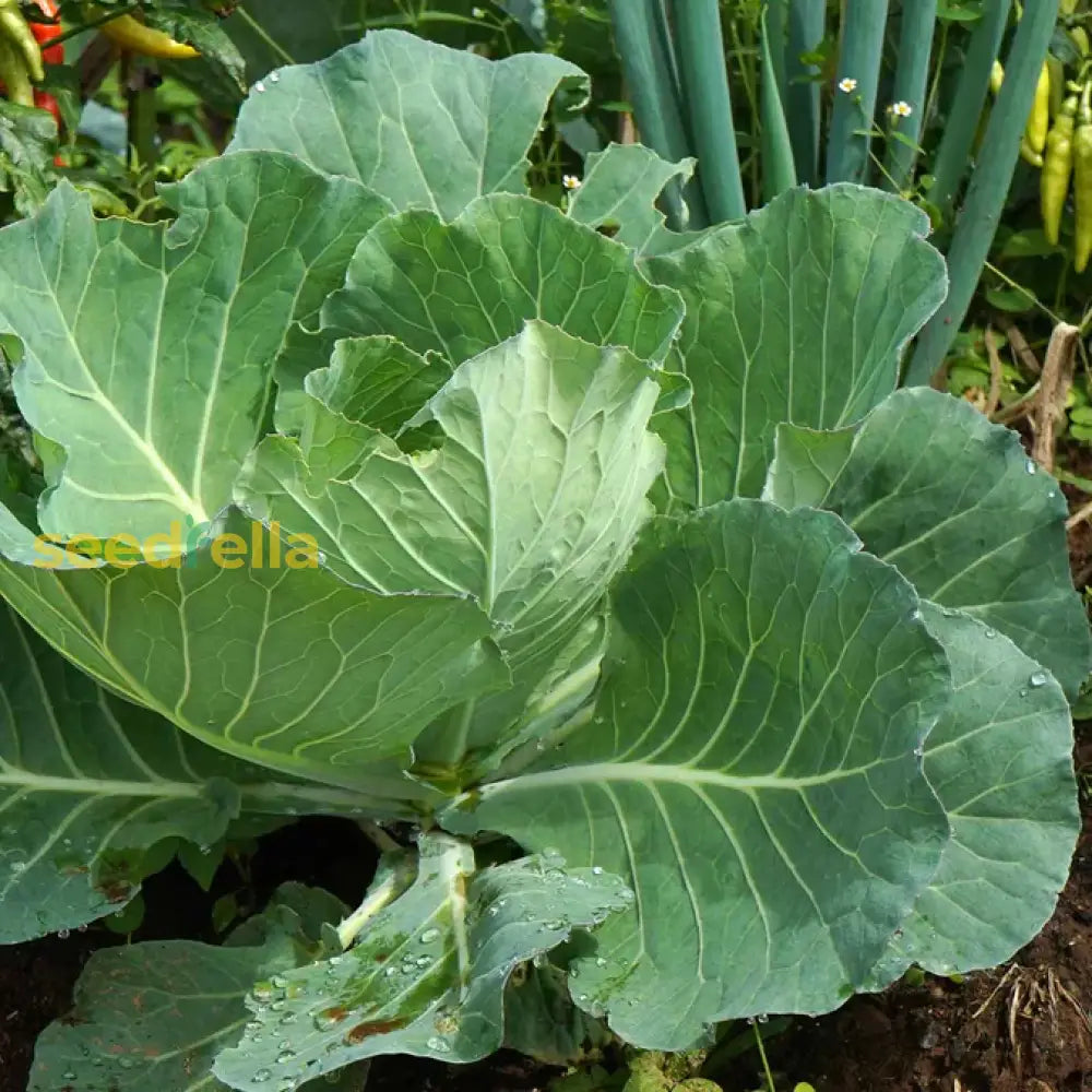 Collard green seeds for planting in home vegetable gardens